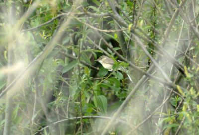 oostelijke vale spotvogel - Iduna pallida - Eastern olivaceous warbler
