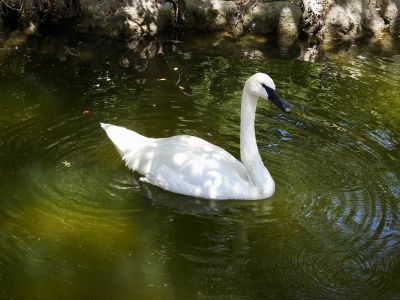 trumpeter swan - trompetzwaan - Cygnus buccinator

