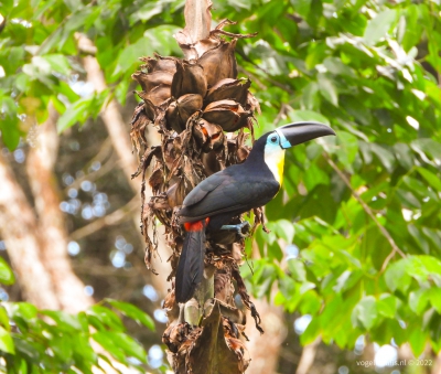 Groefsnaveltoekan - channel-billed toucan (Ramphastos vitellinus)
