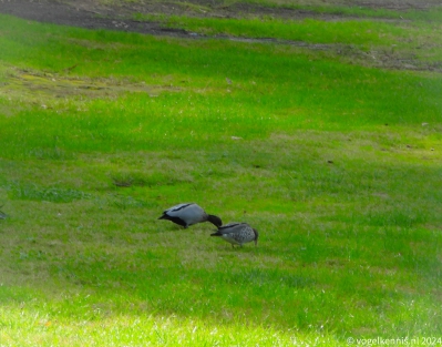 Manengans - Chenonetta jubata - Australian wood duck
