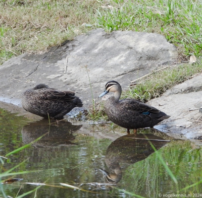 Wenkbrauweend - Anas superciliosa - Pacific black duck
