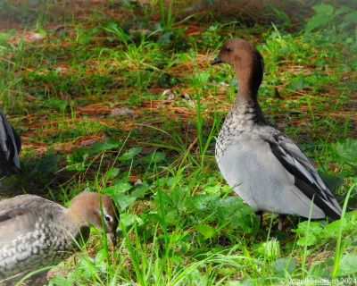 Manengans - Chenonetta jubata - Australian wood duck
