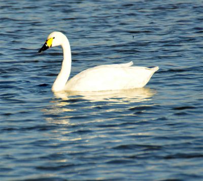 kleine zwaan - Cygnus columbianus bewickii
Keywords: kleine zwaan;Cygnus columbianus bewickii