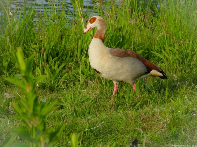 Egyptian goose - nijlgans - Alopochen aegyptiaca
Almere nabij laarzenpad, juni 23
