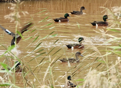 Kastanjetaling - Anas castanea - Chestnut teal
