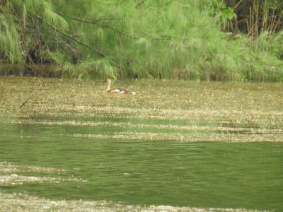 Indische fluiteend - Dendrocygna javanica - Lesser whistling duck
