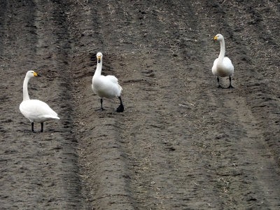 Wilde zwanen - whooper swans
