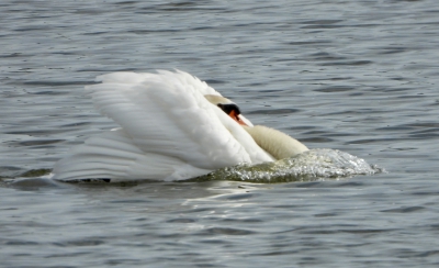 knobbelzwaan - Cygnus olor - mute swan

