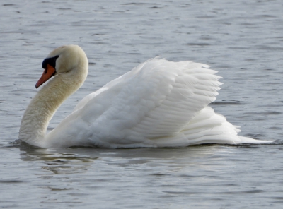 knobbelzwaan - Cygnus olor - mute swan
