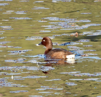 Australische witoogeend - Aythya australis - Hardhead
