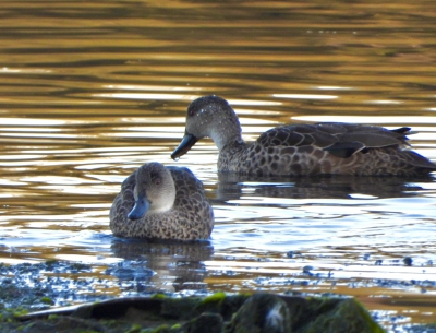 Australische taling - Anas gracilis - Grey teal
