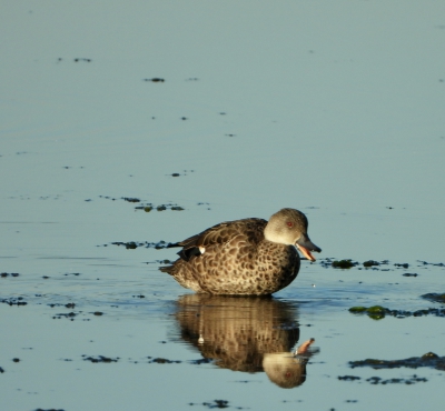 Australische taling - Anas gracilis - Grey teal
