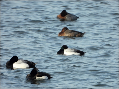 Toppereend - Aythya marila - greater scaup
