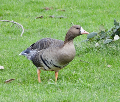 Kolgans Anser albifrons White-fronted Goose
