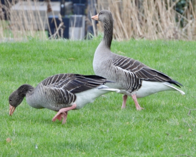 Grauwe Gans - Greylag Goose - Anser anser
