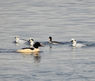 Grote zaagbek en Nonnetjes (Goosander and Smews)
