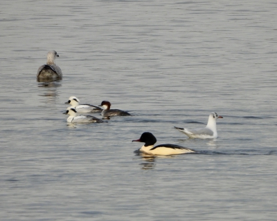 Grote zaagbek en Nonnetjes (Goosander and Smews)
