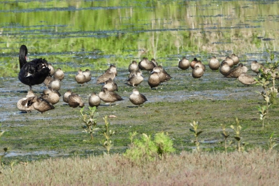 Australische taling - Anas gracilis - Grey teal
