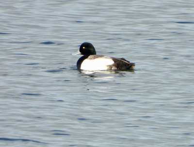 Toppereend - Aythya marila - greater scaup
