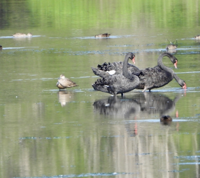 Zwarte zwaan - Cygnus atratus - Black swan
