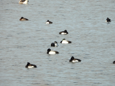 Toppereend - Aythya marila - greater scaup
