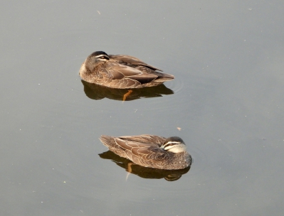 Wenkbrauweend - Anas superciliosa - Pacific black duck
