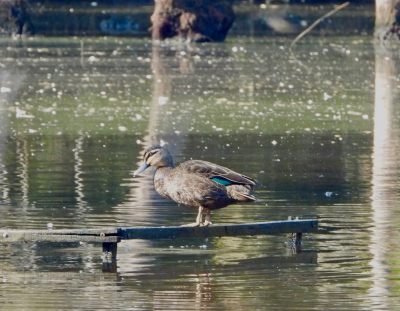 Wenkbrauweend - Anas superciliosa - Pacific black duck
