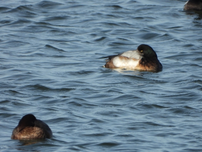 Toppereend - Aythya marila - greater scaup
