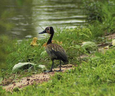 witwangfluiteend - Dendrocygna viduata - White-faced whistling duck
ook wel witwangboomeend genoemd
Keywords: witwangfluiteend;Dendrocygna viduata
