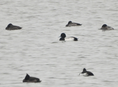 Toppereend - Aythya marila - greater scaup
