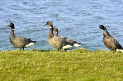 rotgans - Branta bernicla - barnacle goose
