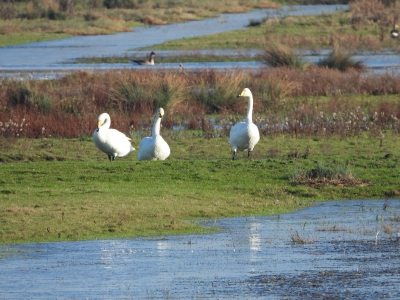 wilde zwanen - whooper swans
