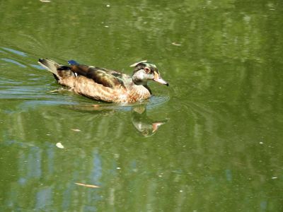 wood duck - Carolina-eend - Aix sponsa
