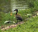 White-faced_whistling_Duck_Gambia.jpg