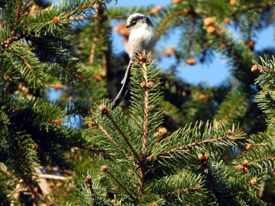staartmees - long-tailed Tit - Aegithalos caudatus
