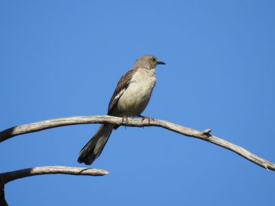 Northern  Mockingbird - Spotlijster 1
