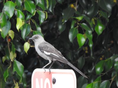 Northern  Mockingbird - Spotlijster 2
