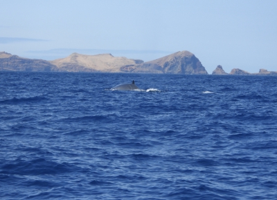 Brydevinvis (Bryde's whale)
