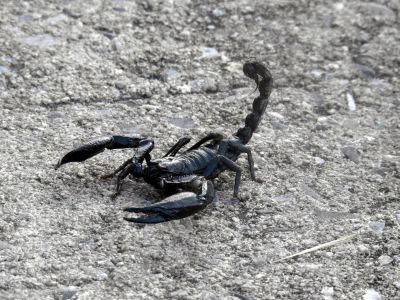 Black scorpion
