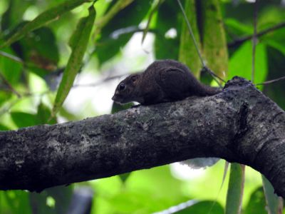 Klein eekhoornachtig zoogdier Thailand
