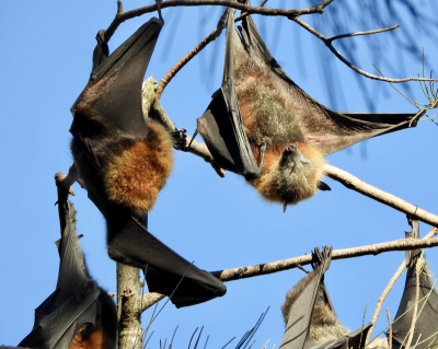 Little red flying-fox - Pteropus scapulatus
