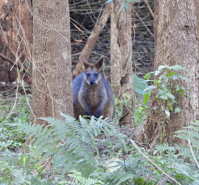 Moeraswallaby - Swamp wallaby - Wallabia bicolor
