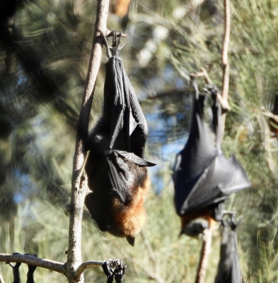 Little red flying-fox - Pteropus scapulatus
