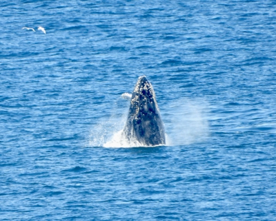 Bultrug - Humpback whale - Megaptera novaeangliae
