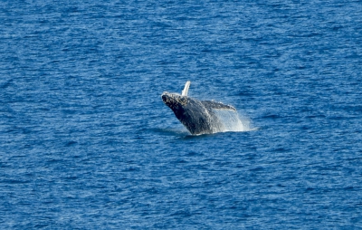 Bultrug - Humpback whale - Megaptera novaeangliae
