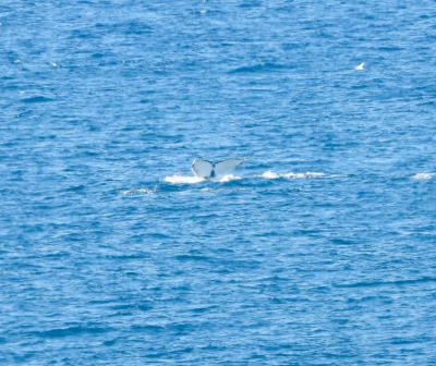 Bultrug - Humpback whale - Megaptera novaeangliae
