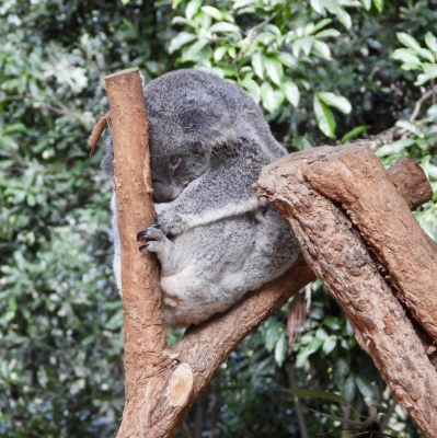 Koala
