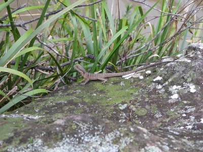 Lesueurs wateragame - Eastern water dragon - Intellagama lesueurii lesueurii 
