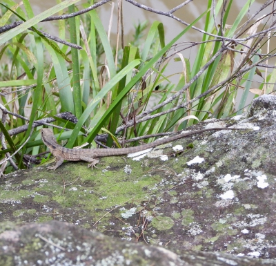 Lesueurs wateragame - Eastern water dragon - Intellagama lesueurii lesueurii
