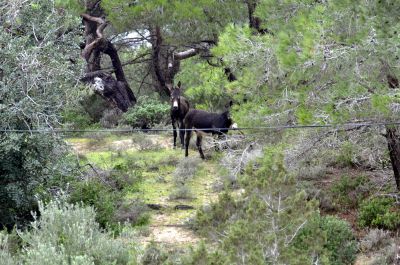 Wild donkey - wilde ezel
